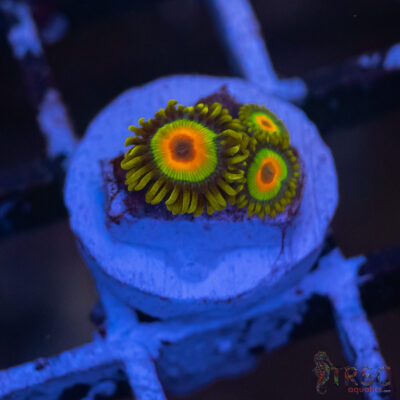 Rasta Zoa F02