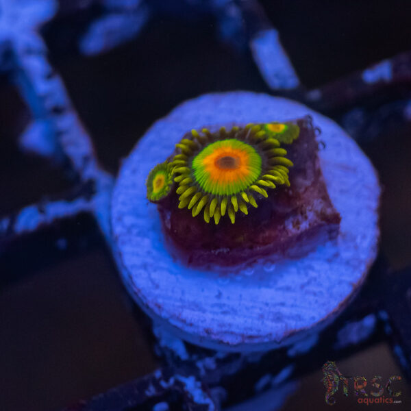 Rasta Zoa F03