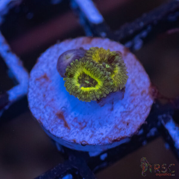 Predator Zoa F04