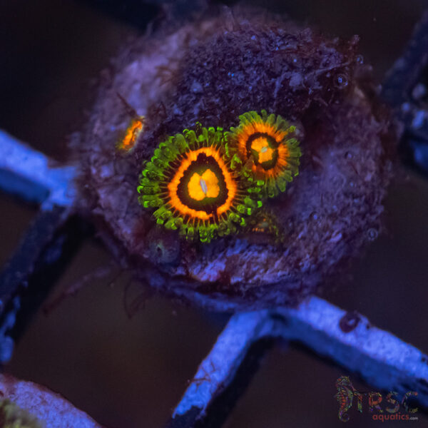 Rainbow Incerator Zoa F05