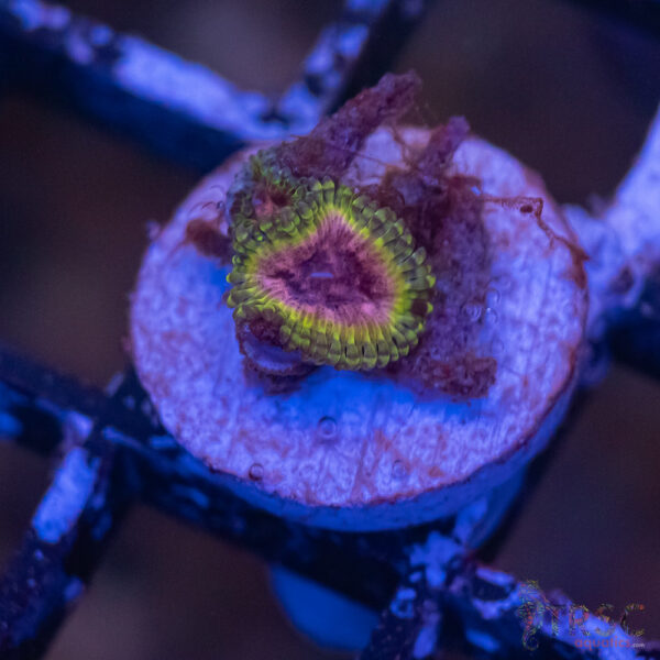 Pink Krakatoa Zoa F06