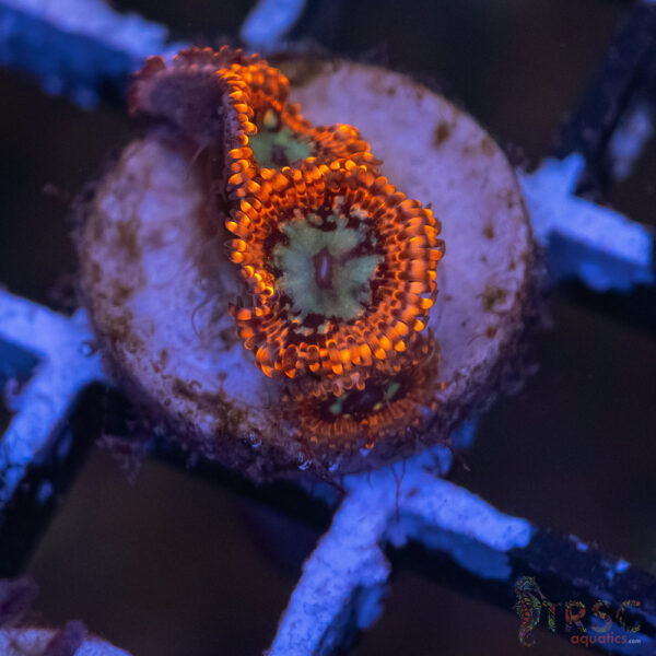 Lava Chaos Zoa F07