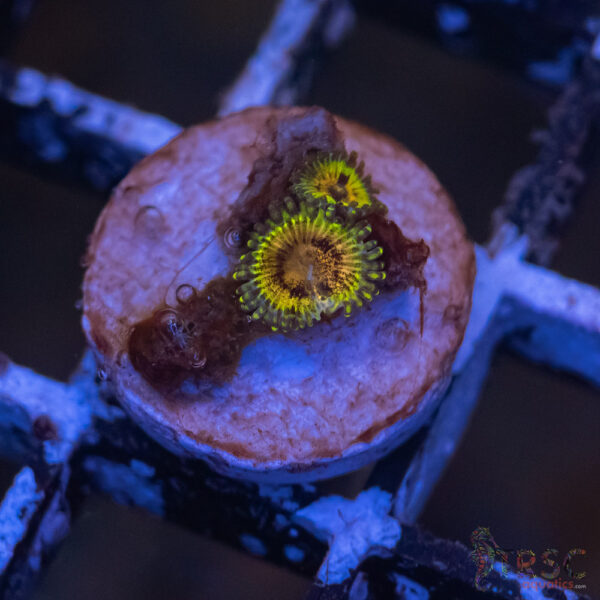 Pink Krakatoa  Zoa F08