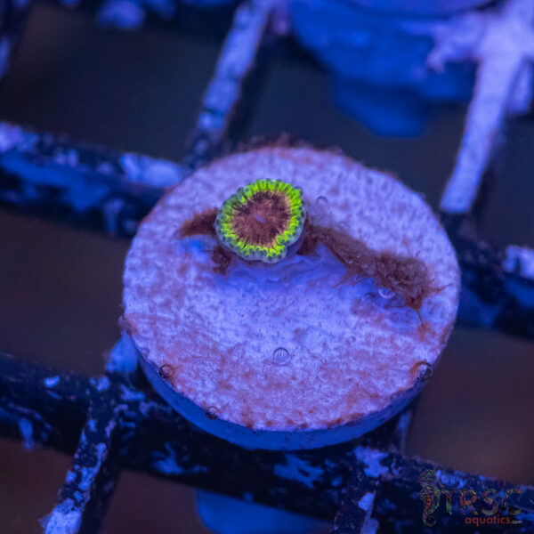 Pink Krakatoa Zoa F12
