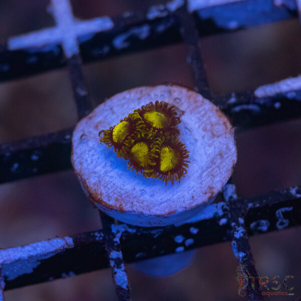 King Midas Zoa G01