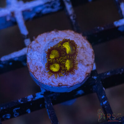 King Midas Zoa G02