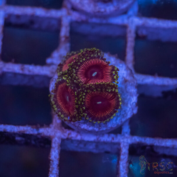 CB Cherry Sour Zoa G03