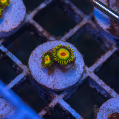 Rasta Zoa G04