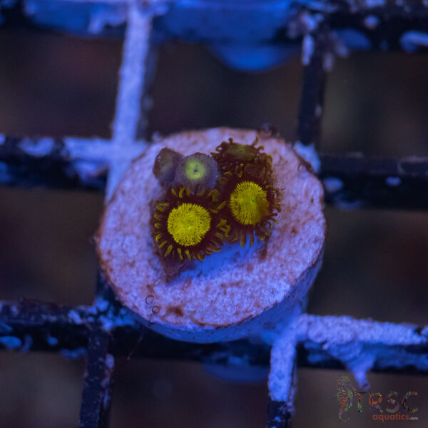 King Midas Zoa G05