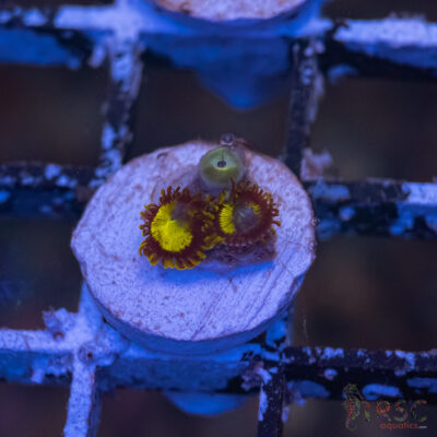 King Midas Zoa G06
