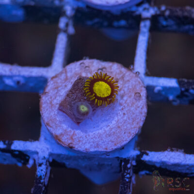 King Midas Zoa G07