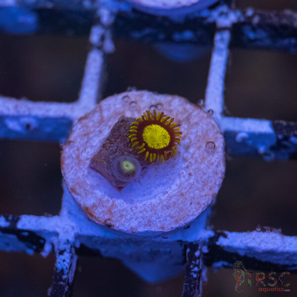 King Midas Zoa G07