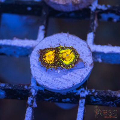 Butt Munchers Zoa G08