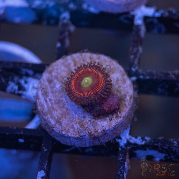 Red PPE Zoa G09