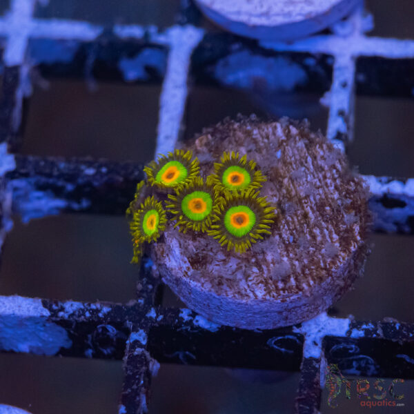 Rasta Zoa G10