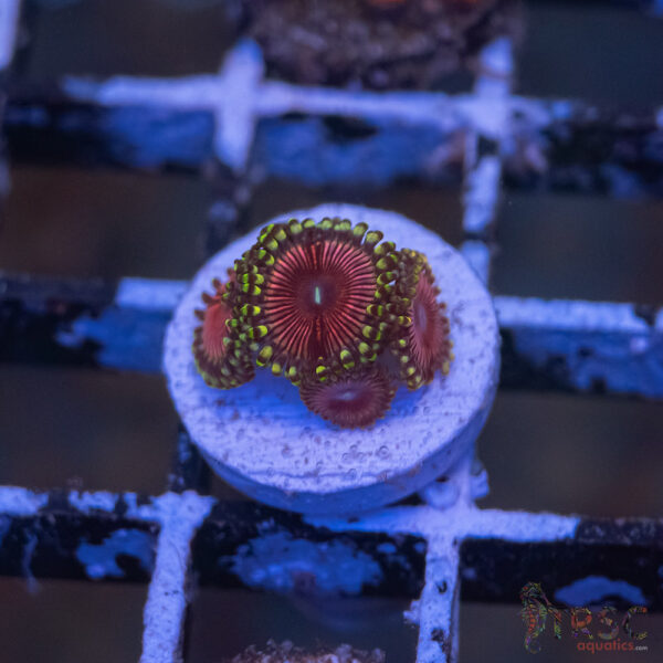 CB Cherry Sour Zoa G11