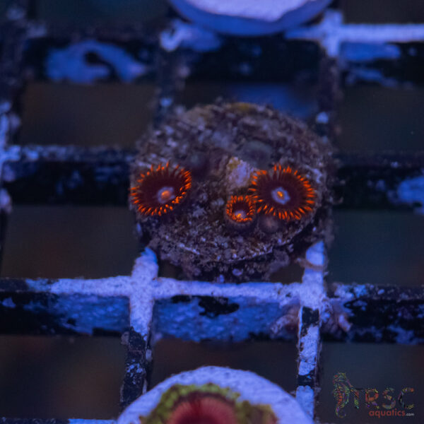 Fire n Ice Zoa G12