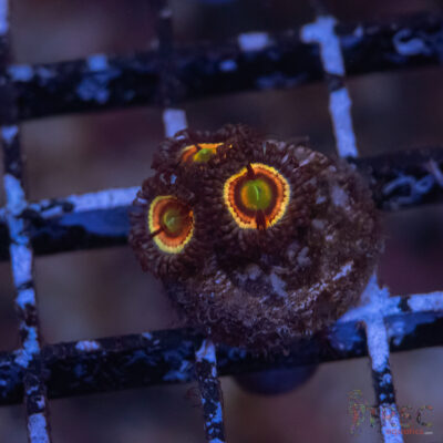 Pink Constellation Zoa H01