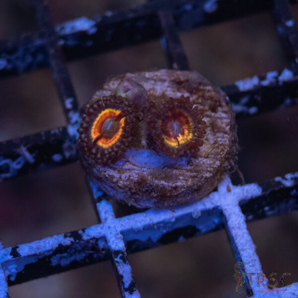 Pink Constellation Zoa H02