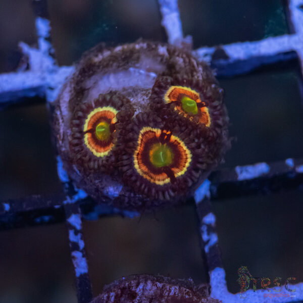 Pink Constellation Zoa H03