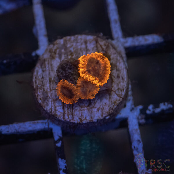 Burning Ember Zoa H04