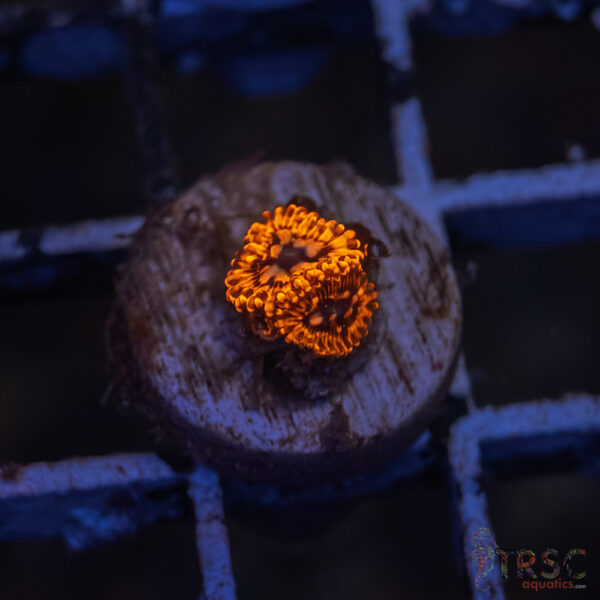 Utter Chaos Zoa H05