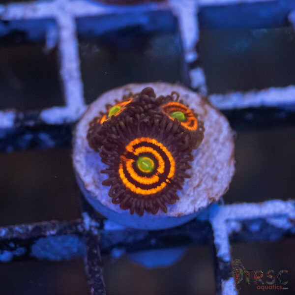 Everlasting Gobstopper Zoa H06