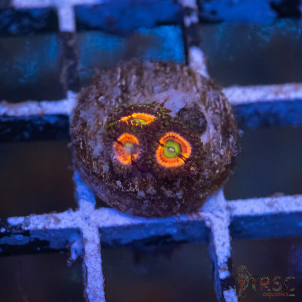 Everlasting Gobstopper Zoa H07