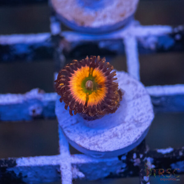 Tyree Rainbow Infusion Zoa Zoa H10