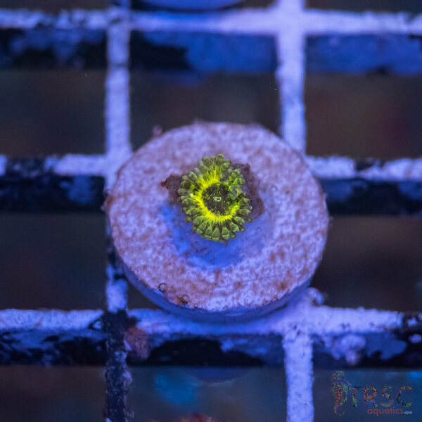 Predator Zoa H11