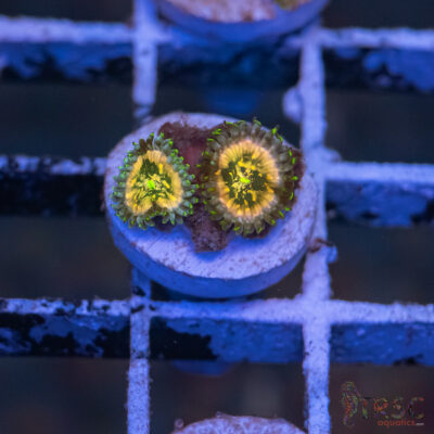 TR Ding Dang Zoa H12