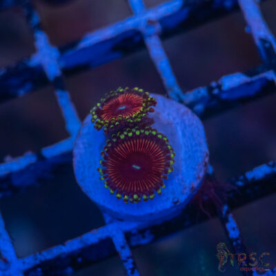 CB Cherry Sour Zoa I01