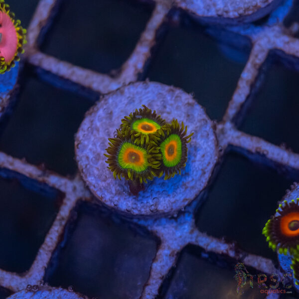 Rasta Zoa I02