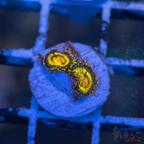 Butt Muncher Zoa I04