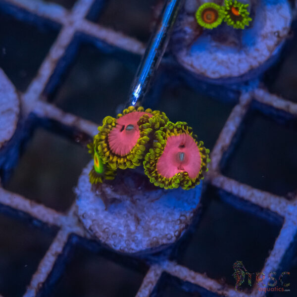 Pink Diamonds Zoa I05