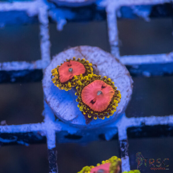 Pink Diamonds Zoa I06