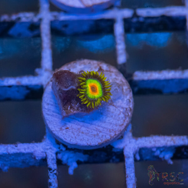 Rasta Zoa I07