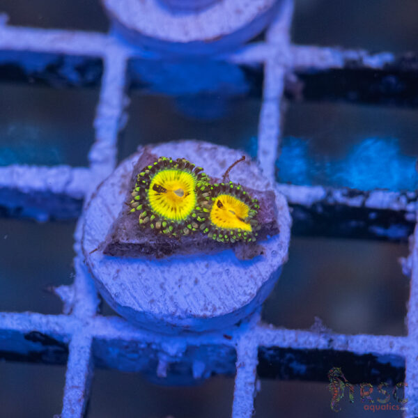 Butt Muncher Zoa I09