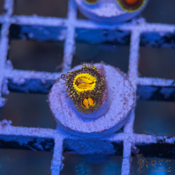 Butt Muncher Zoa I10