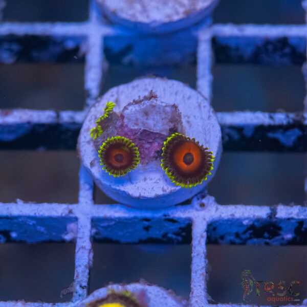 Eagle Eye Zoa I11