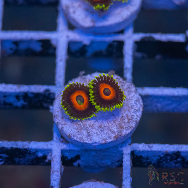 Eagle Eye Zoa I12