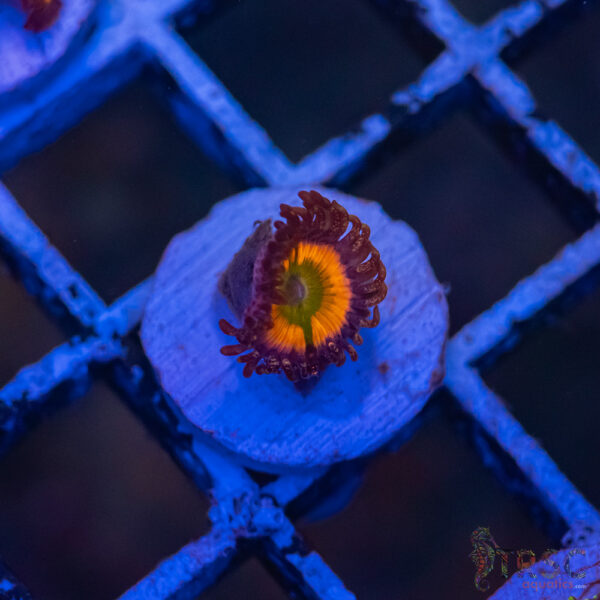 Tyree Rainbow Infusion Zoa J02