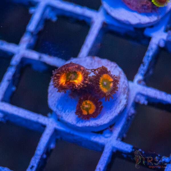 Tyree Rainbow Infusion Zoa J03