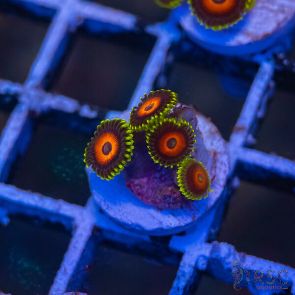 Eagle Eye Zoa J04