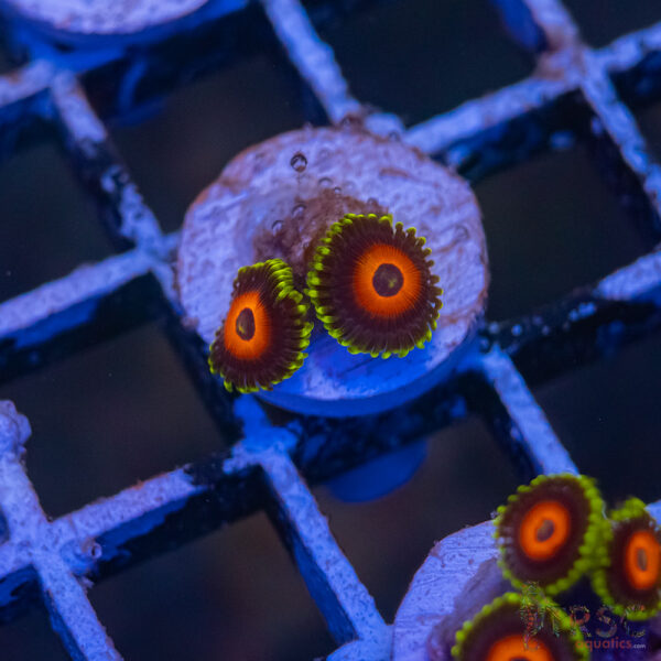 Eagle Eye Zoa J05