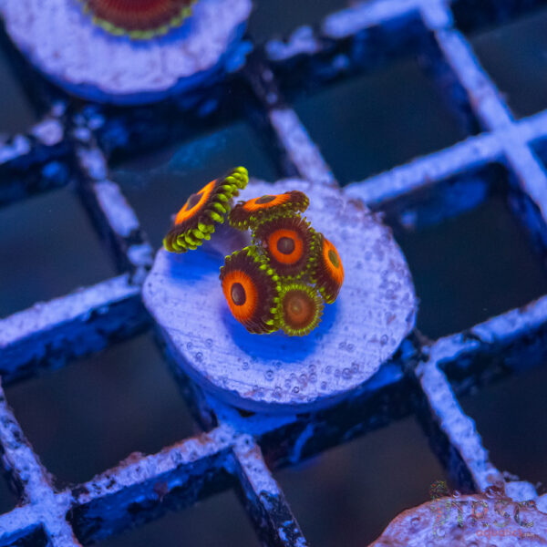 Eagle Eye Zoa J06
