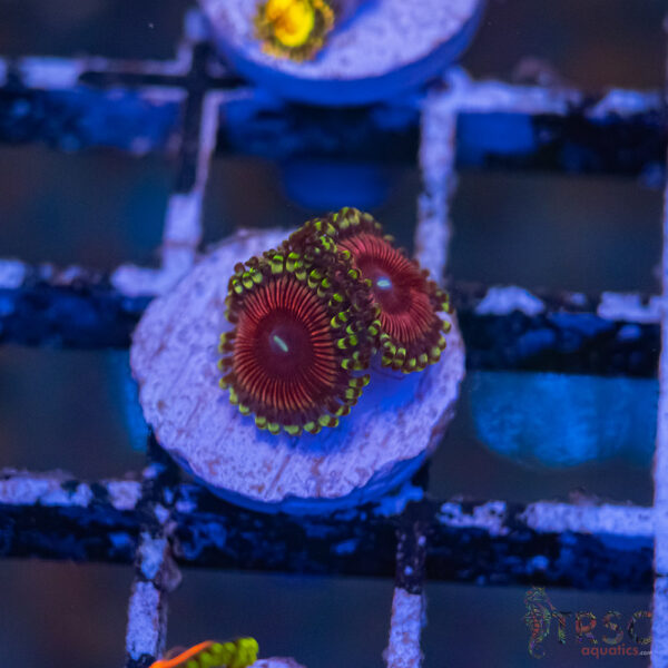 CB Cherry Sour Zoa J07