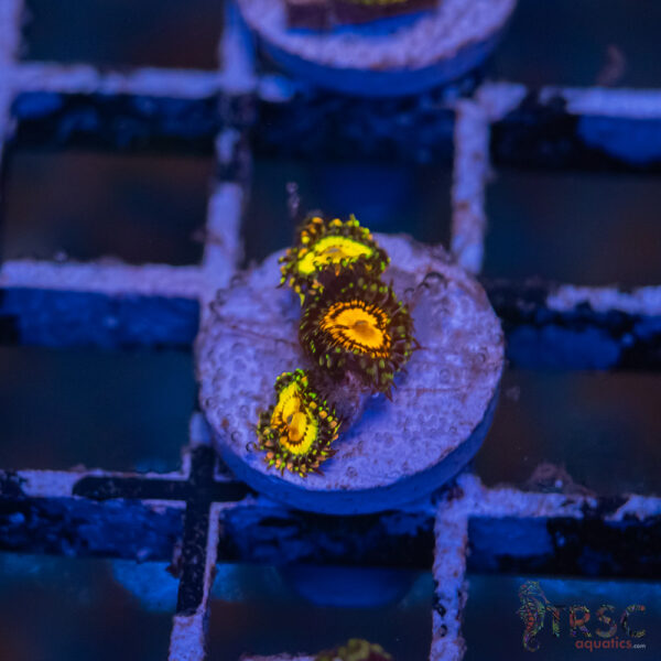 Butt Muncher Zoa J08