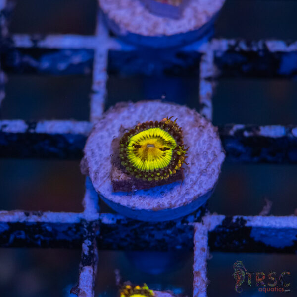 Butt Muncher Zoa J09