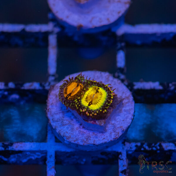 Butt Muncher Zoa J10